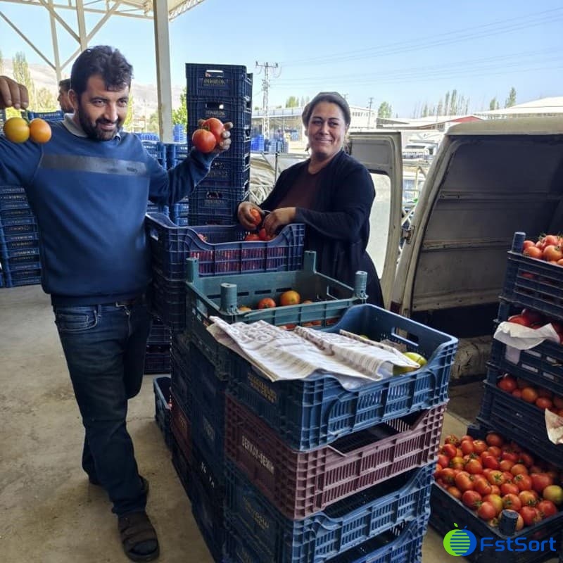 tomato sorting grading line.jpg tomato sorting grading line.jpg